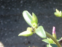 Hylaeus pictus