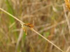 Ancyloxypha melanoneura