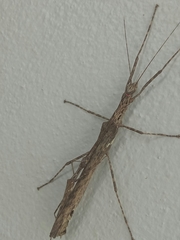 Trachythorax maculicollis
