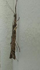 Trachythorax maculicollis