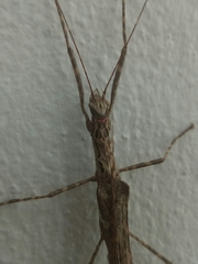 Trachythorax maculicollis