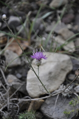 Centaurea sarandinakiae