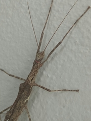 Trachythorax maculicollis