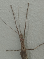 Trachythorax maculicollis