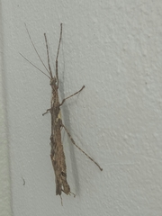 Trachythorax maculicollis