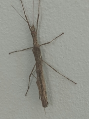 Trachythorax maculicollis