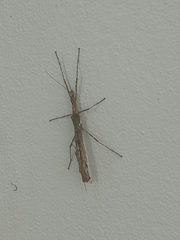 Trachythorax maculicollis