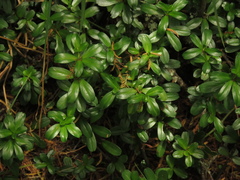 Peperomia ilaloensis