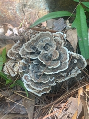 Trametes versicolor