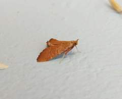 Hypsopygia incarnatalis