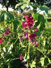 Malva sylvestris mauritiana