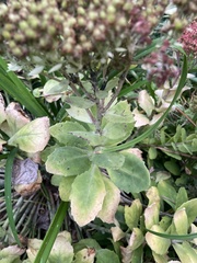 Hylotelephium spectabile