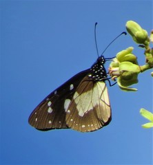 Amauris albimaculata