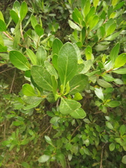 Baccharis macrantha