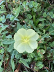 Oenothera humifusa