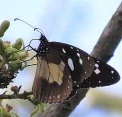 Amauris albimaculata