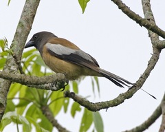 Rufous Treepie photo 3