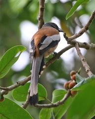 Rufous Treepie photo 6