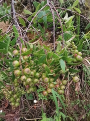 Vaccinium stenophyllum