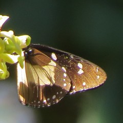 Amauris albimaculata