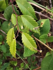 Phyllonoma laticuspis