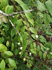 Phyllonoma laticuspis