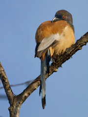 Rufous Treepie photo 5