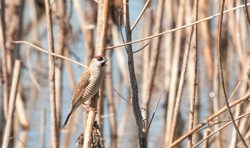 Plum-headed Finch (Emblema modestum), photo 8