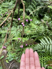 Callicarpa tikusikensis