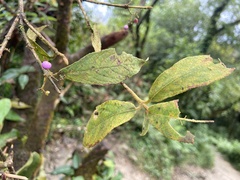 Callicarpa tikusikensis