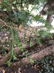 Juniperus semiglobosa