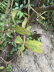 Callicarpa tikusikensis
