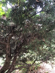 Juniperus semiglobosa