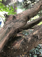 Juniperus semiglobosa