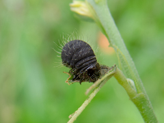 Calligrapha polyspila
