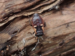 Delacampius lateralis