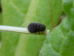 Calligrapha polyspila