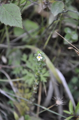Euphrasia pectinata