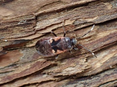 Delacampius lateralis