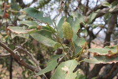 Magnolia pugana
