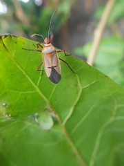 Dysdercus intermedius