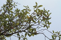 Magnolia pugana