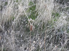 Bellardia trixago