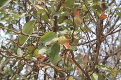 Magnolia pugana