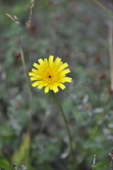 Leontodon biscutellifolius