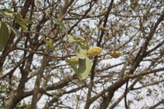 Magnolia pugana