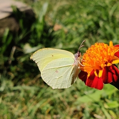 Gonepteryx nepalensis