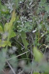 Leontodon biscutellifolius