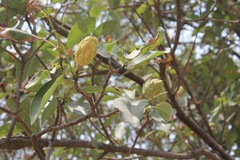 Magnolia pugana
