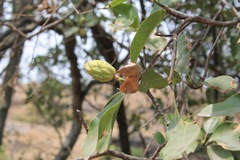 Magnolia pugana